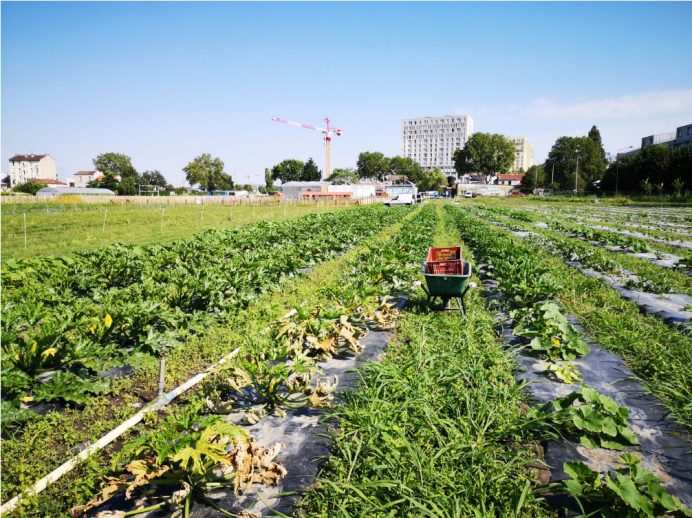 5 choses que vous ne savez pas sur l’agriculture urbaine en Seine-Saint-Denis