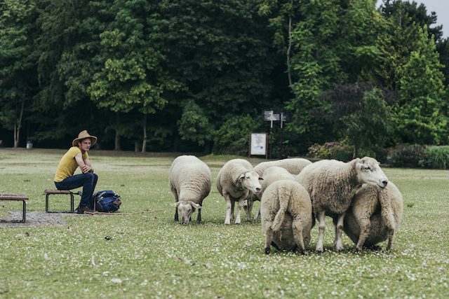 Seine-Saint-Denis territoire d’agriculture urbaine: Saute-moutons à Georges-Valbon